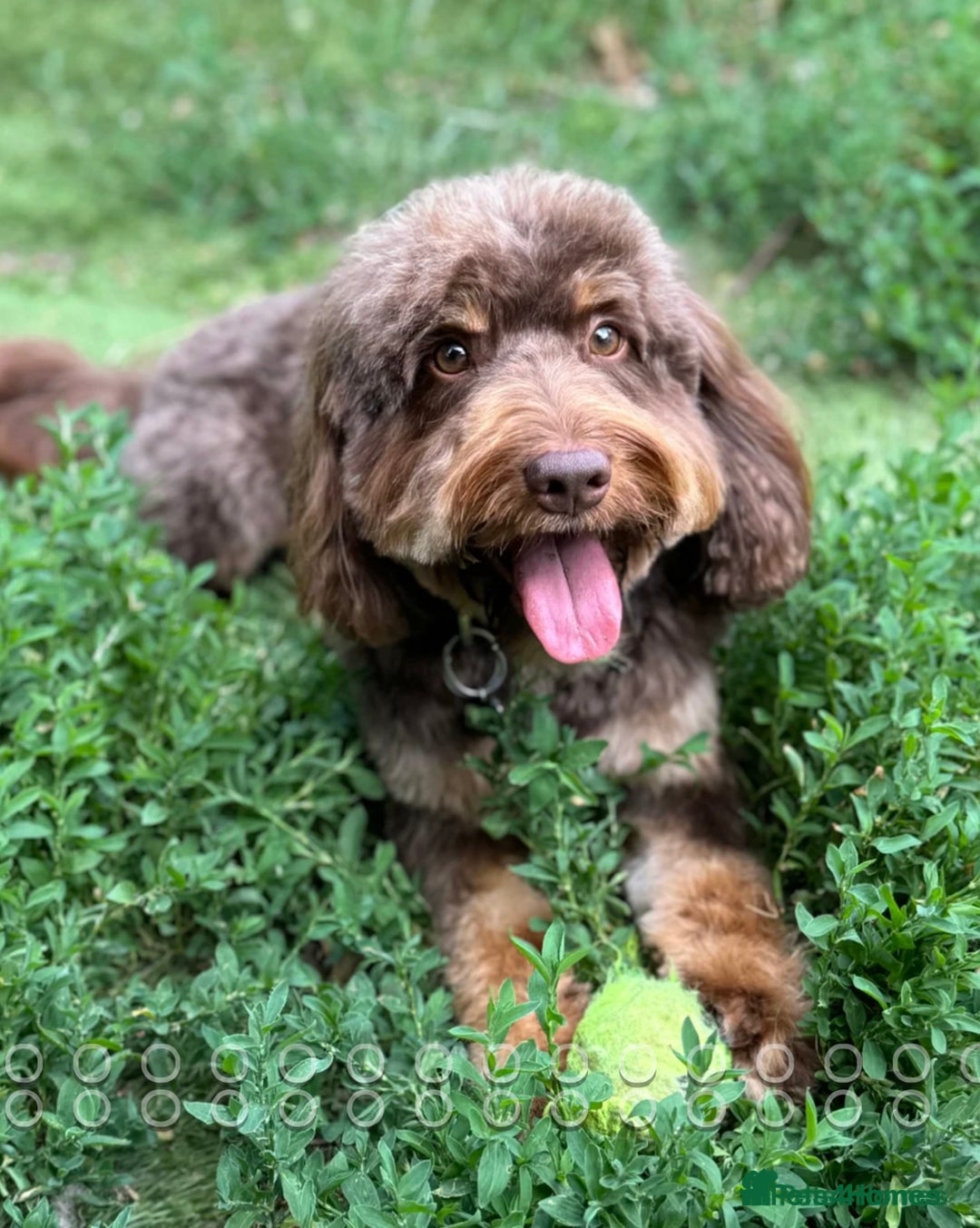 Cockapoo dogs for sale: Merle, Tri& Chocolate f2 Cockapoos (8boys 3girls!) - Image 23