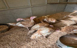 Turkeys poultry for sale: Turkey poults - Image 2