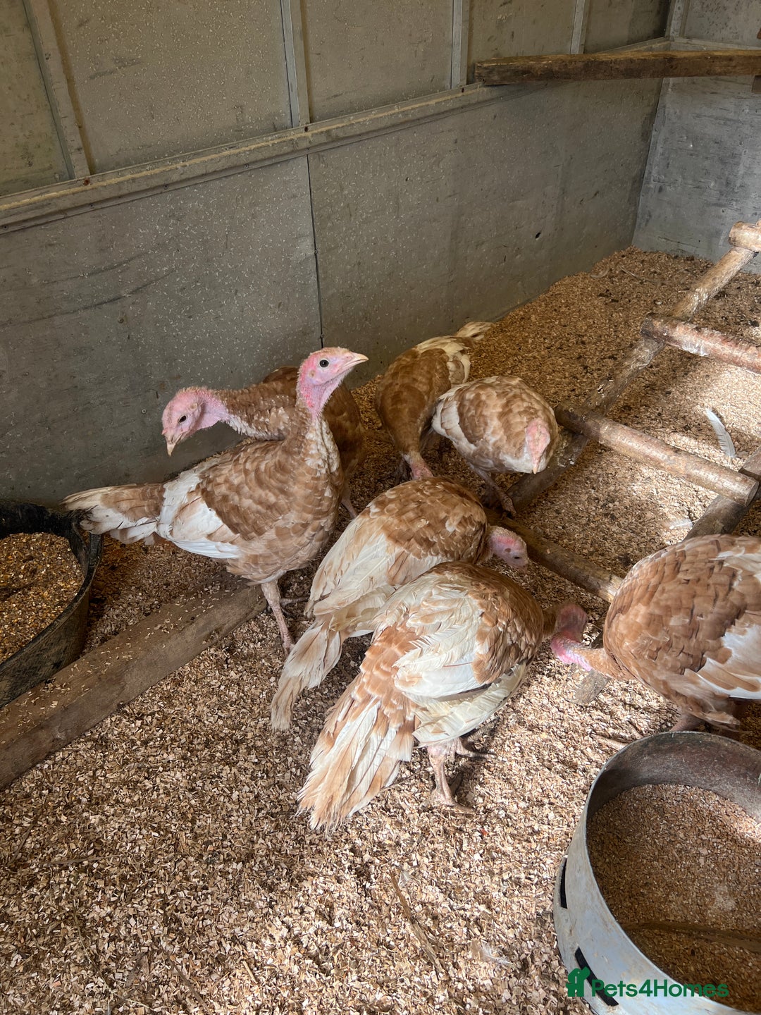 Turkeys poultry for sale: Turkey poults - Image 2