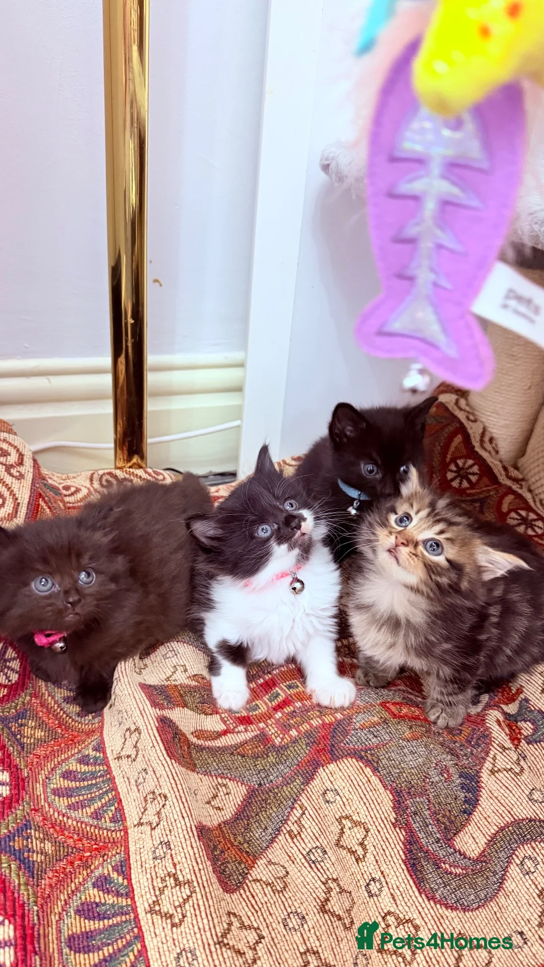 RagaMuffin cats for sale: 🤎Beautiful Ragamuffin Kittens🤎 - Advert 2