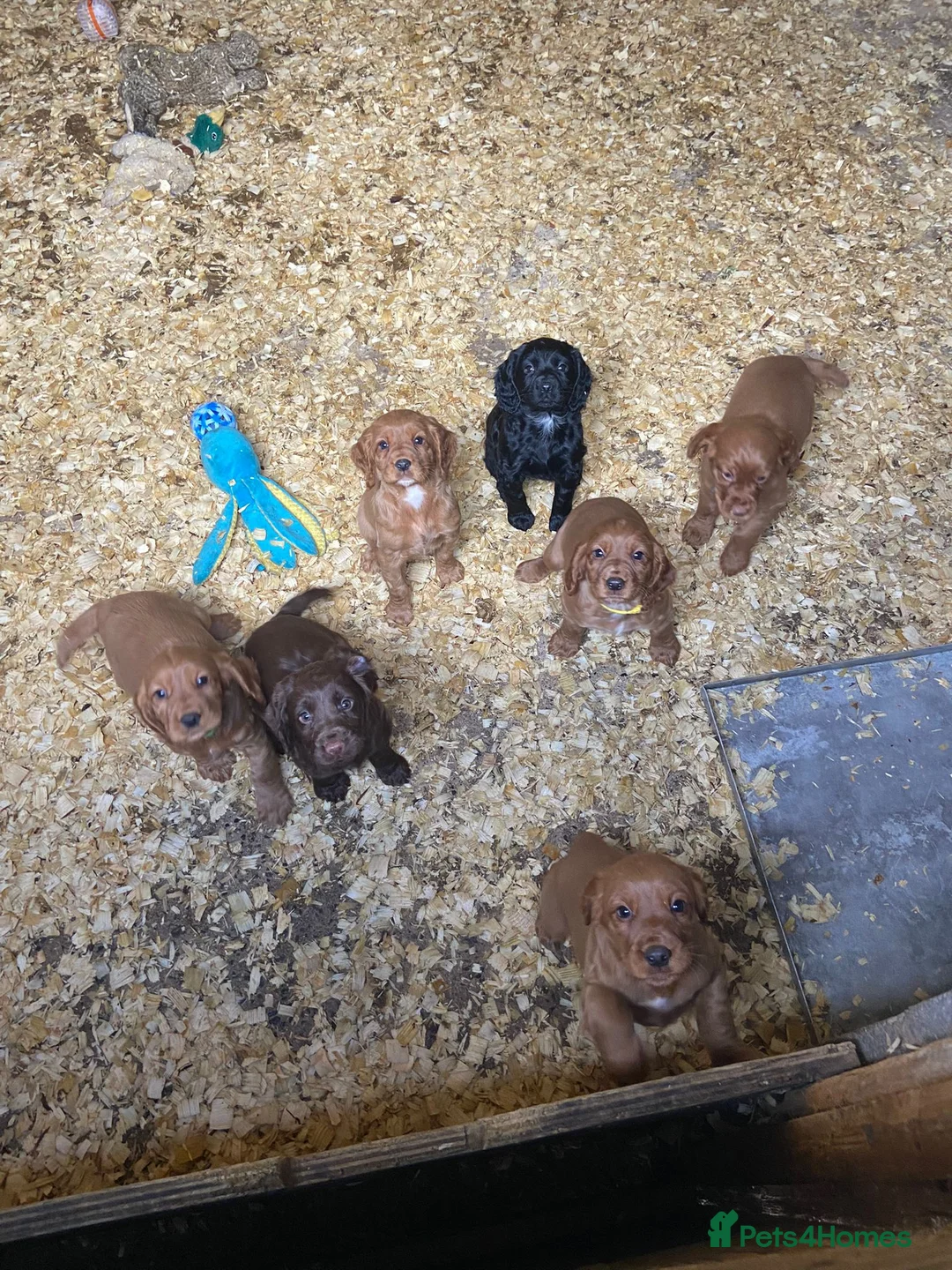 Cocker Spaniel dogs for sale: Working cocker spaniels  - Advert 3