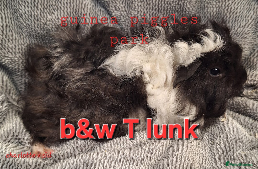 Guinea Pig rodents for sale: Female guinea pig babies in Saltburn-by-the-Sea - Image 5