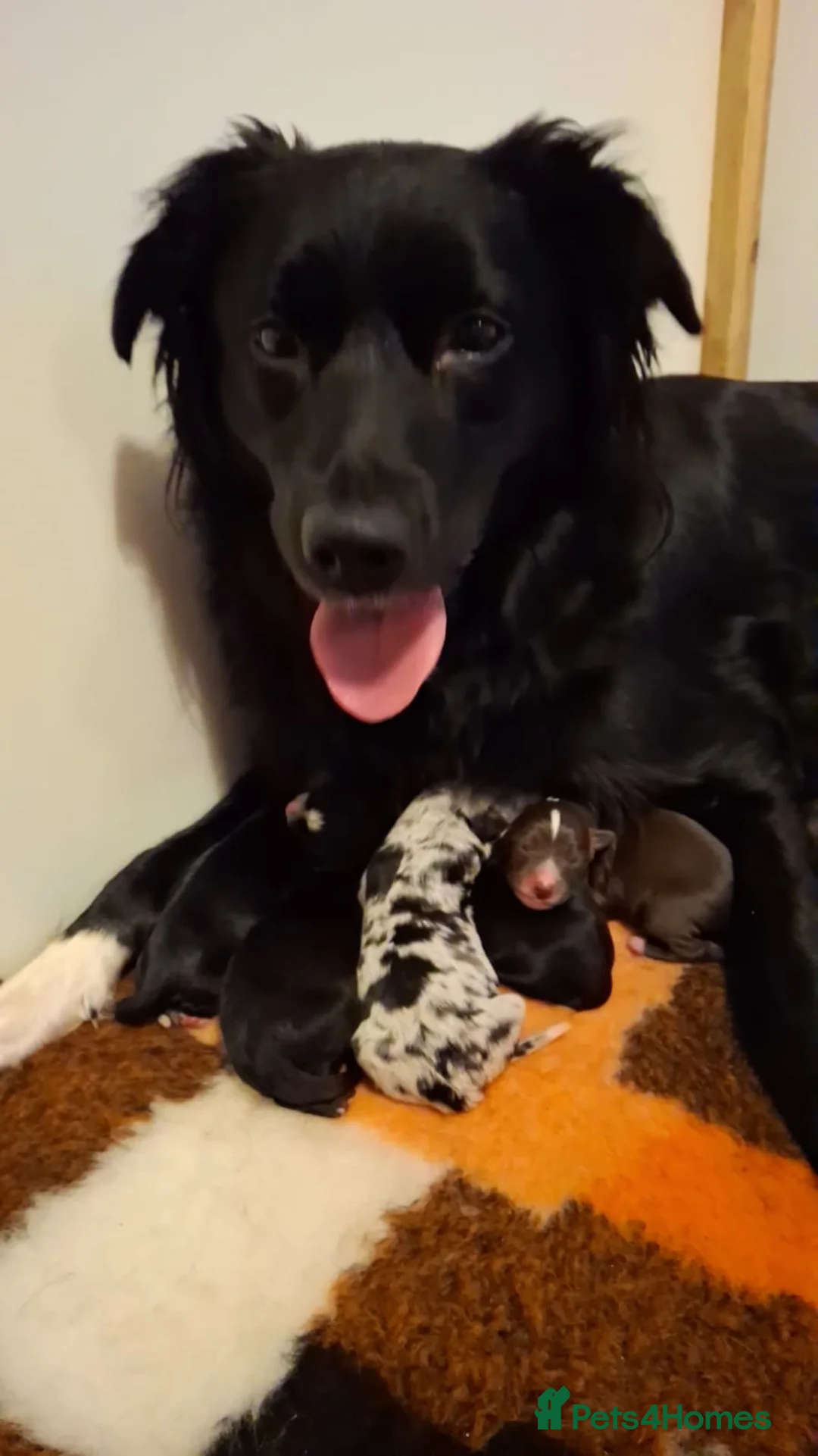 Mixed Breed dogs for sale: Sports/Performance bred puppies 3/4 ASD 1/4 WSD in York - Advert 2