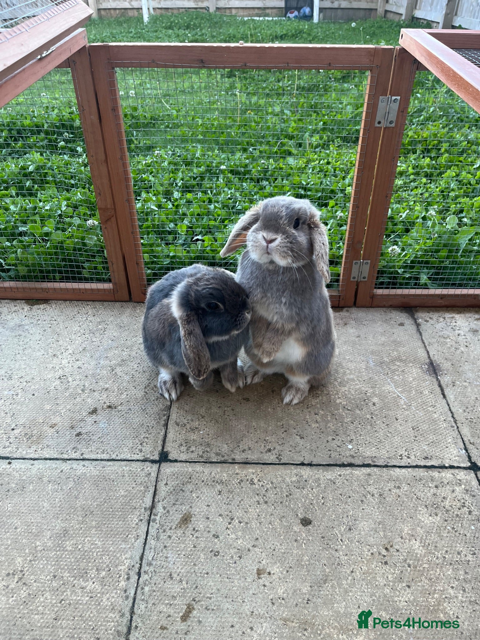 Mini Lop rabbits Female mini lops with hutch and run  - Advert 2