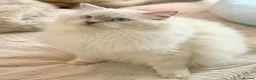 Ragdoll cats for sale: Full pedigree registered tica mink/sepia babies  - Advert 4