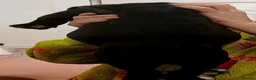 American Bully dogs for sale: American bully puppies  - Advert 27