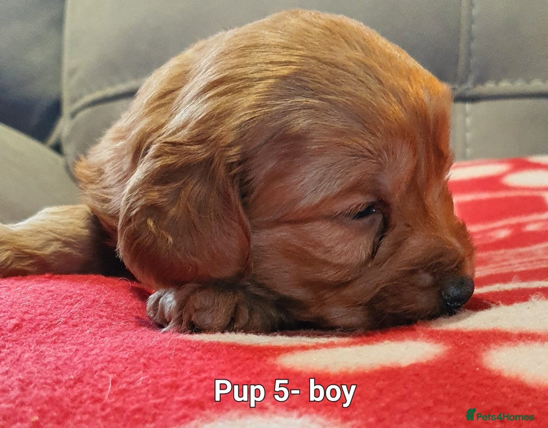 Labradoodle dogs for sale: F1B Miniature Labradoodles - Advert 7