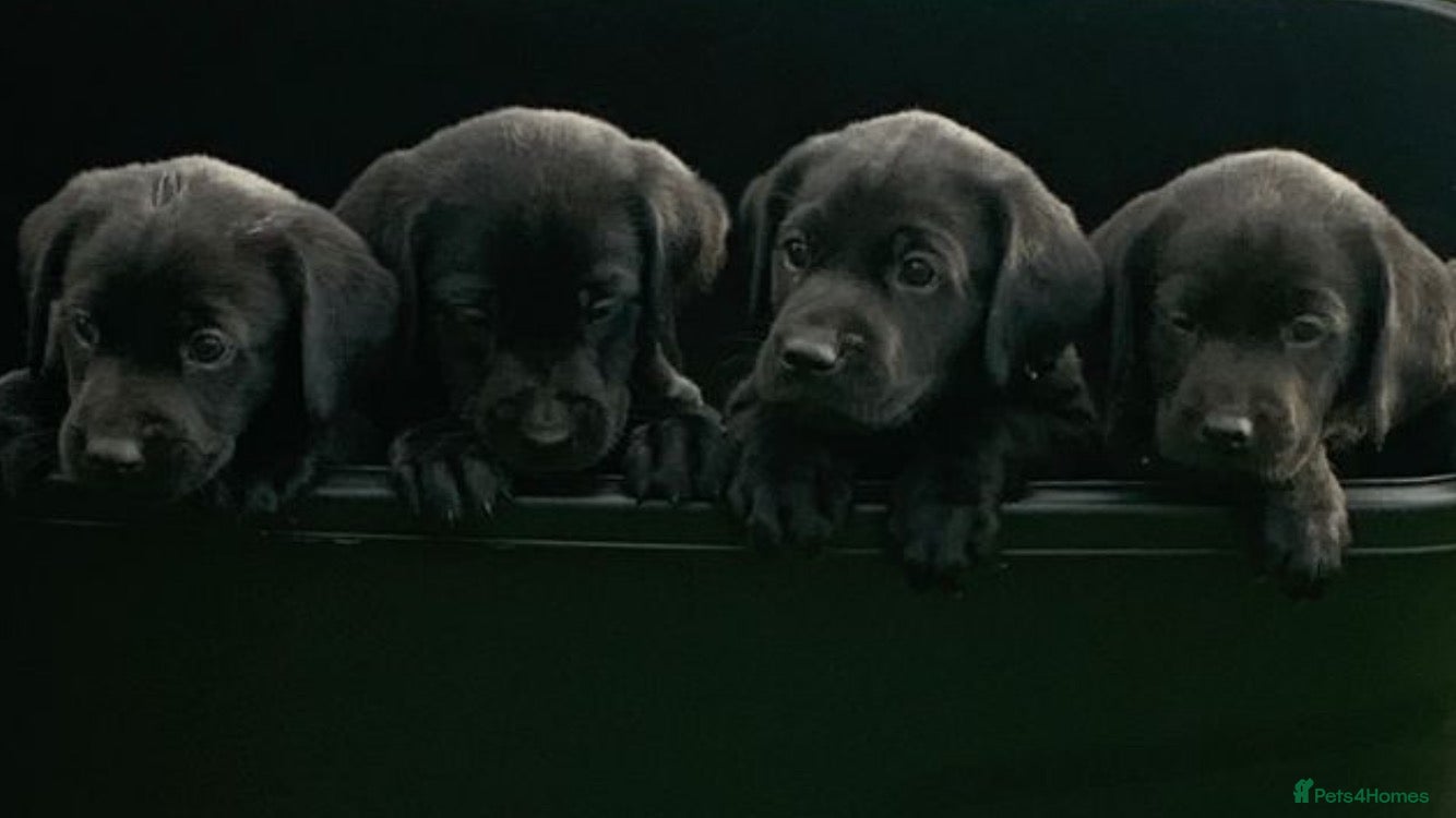Labrador Retriever dogs Fantastic KC Registered black Labrador puppies - Advert 6