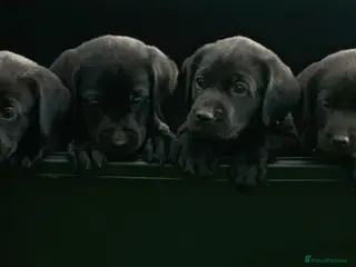 Labrador Retriever dogs Fantastic KC Registered black Labrador puppies - Advert 6