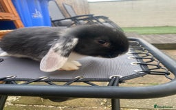 French Lop rabbits for sale: Giant French lop rabbits for sale  - Image 8