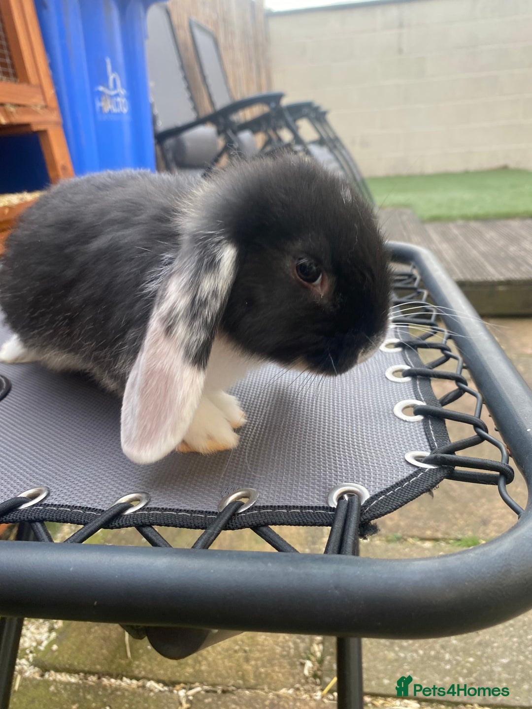 French Lop rabbits for sale: Giant French lop rabbits for sale  - Image 8