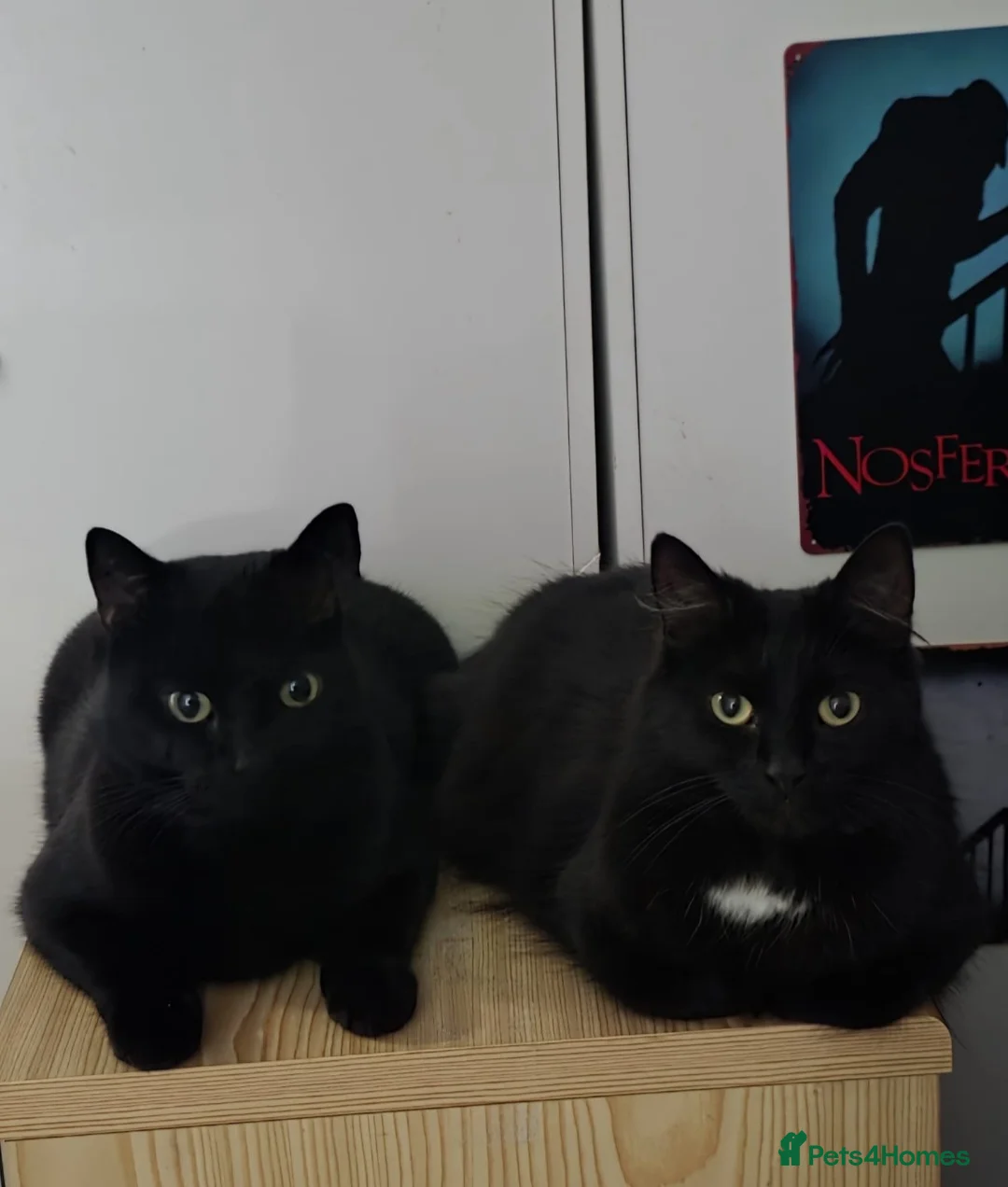 Mixed Breed cats for sale: Loving home/s sought - Advert 2
