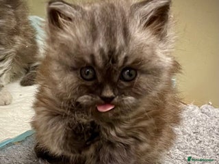 Siberian cats Hypoallergenic, fluffy, purebred healthy Siberians - Advert 4