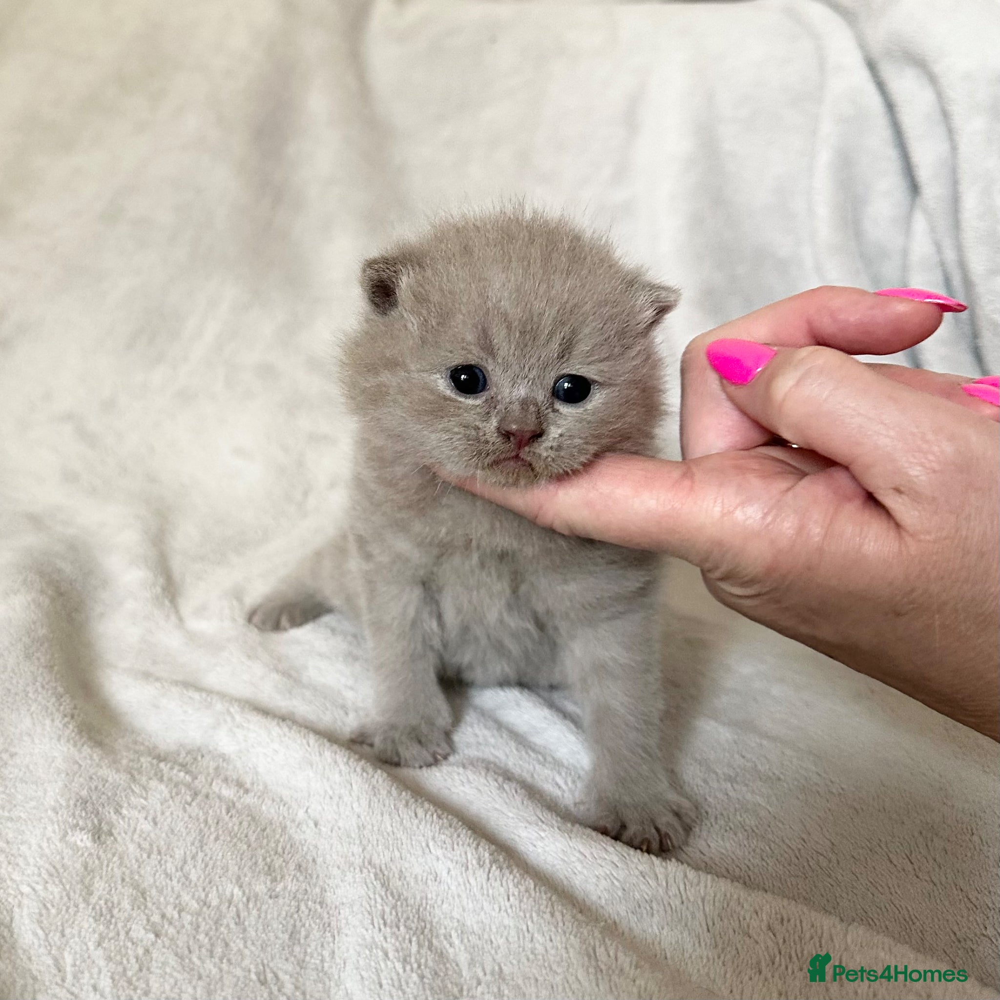 British Shorthair cats Pedigree British Shorthair Kittens  - Advert 10