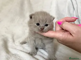 British Shorthair cats Pedigree British Shorthair Kittens - Advert 10