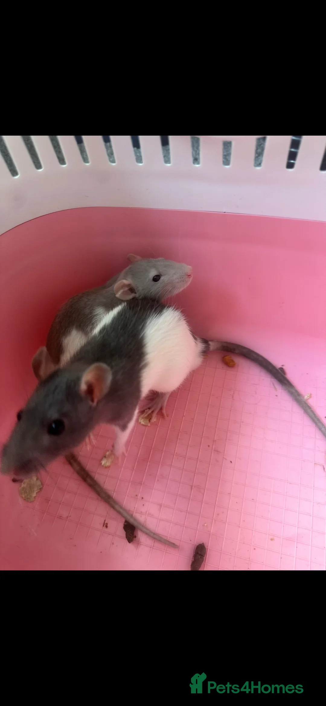 Rat rodents for sale: Dumbo rats in Bristol - Advert 1