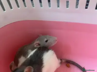 Rat rodents Dumbo rats in Bristol - Advert 15