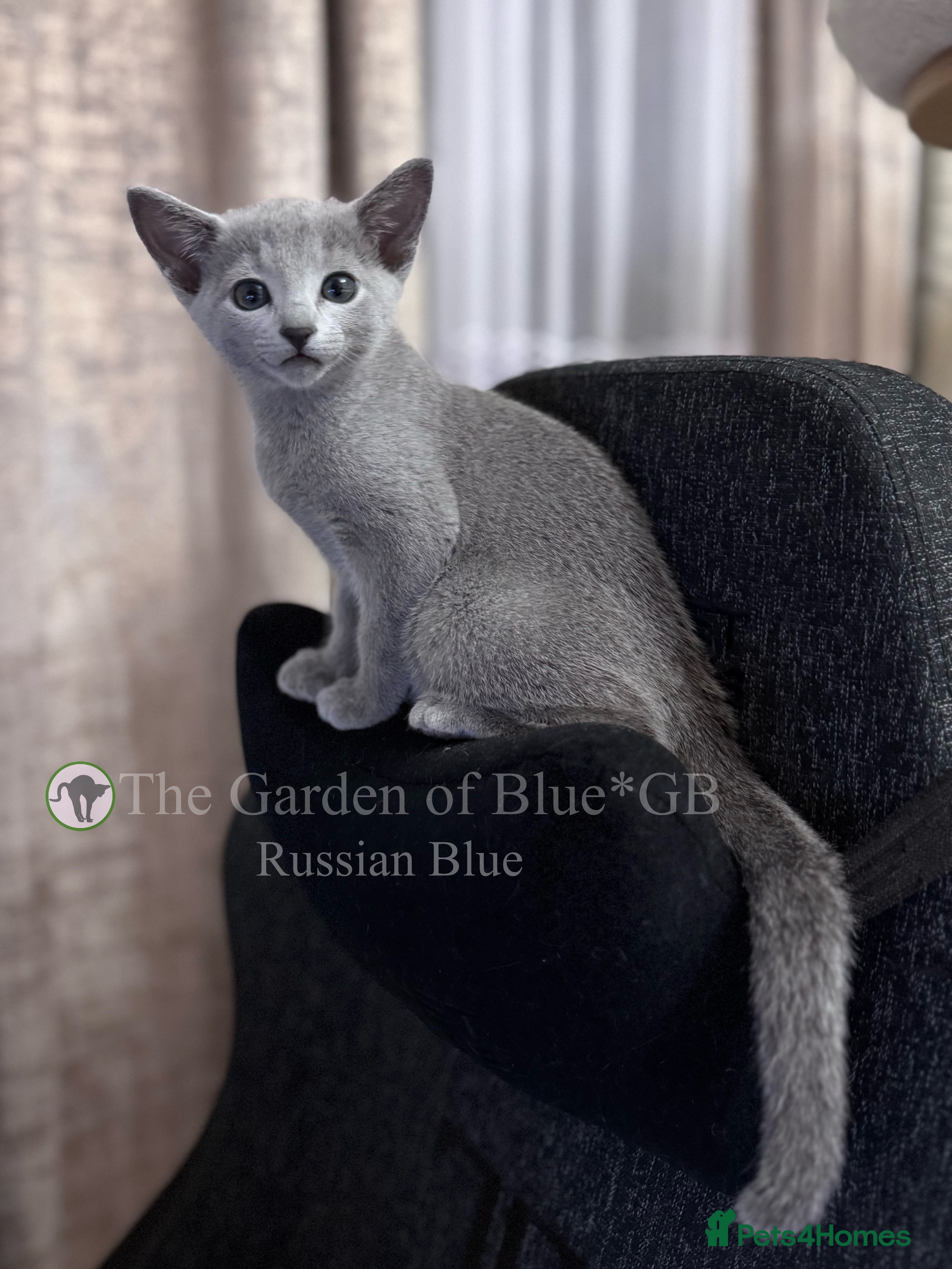 Russian Blue cats Beautiful full pedigree Russian Blue siblings  - Advert 4