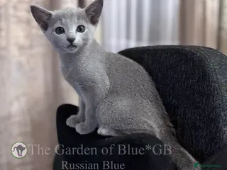 Russian Blue cats Beautiful full pedigree Russian Blue siblings - Advert 4