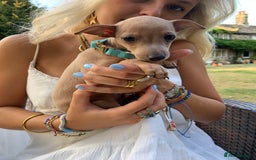 Italian Greyhound dogs for sale: Italian greyhound puppies KC reg. European lineage - Image 9