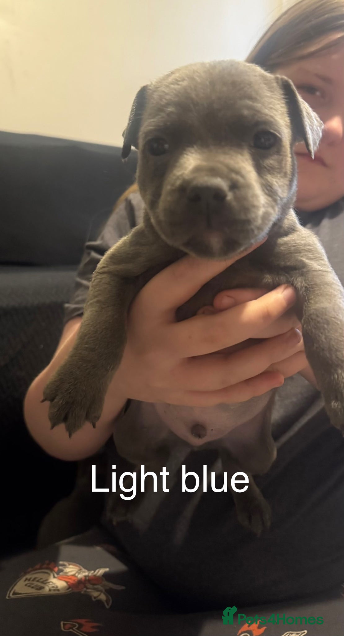 Staffordshire Bull Terrier dogs Solid blue staff puppy  - Advert 15