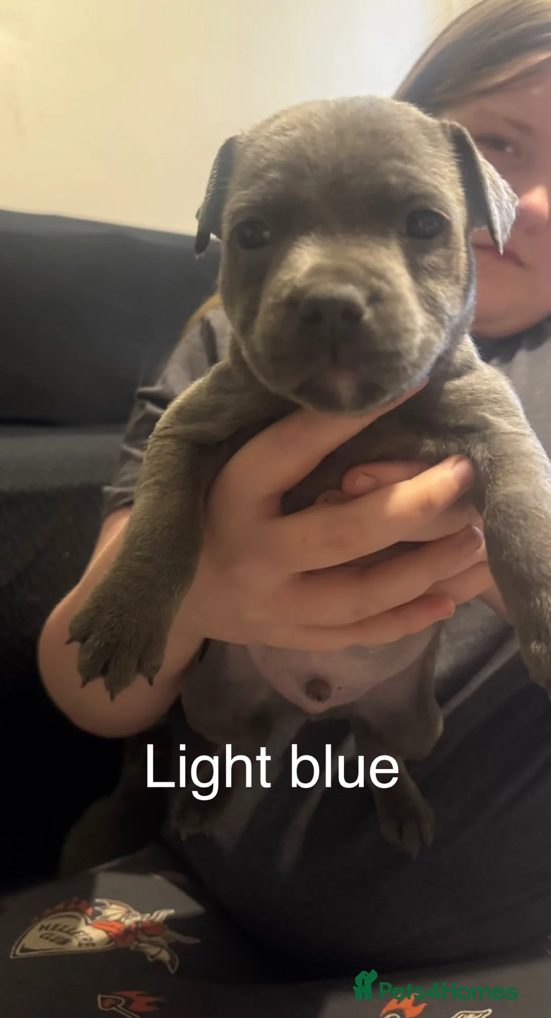 Staffordshire Bull Terrier dogs for sale: Solid blue staff puppy  - Advert 1