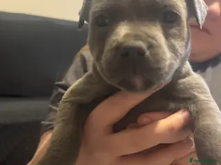 Staffordshire Bull Terrier dogs Solid blue staff puppy - Advert 1
