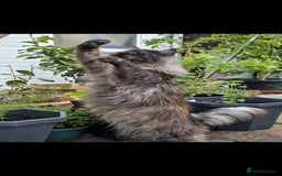 Maine Coon cats for stud: 3 amaizing cats available for stud duties! - Image 4