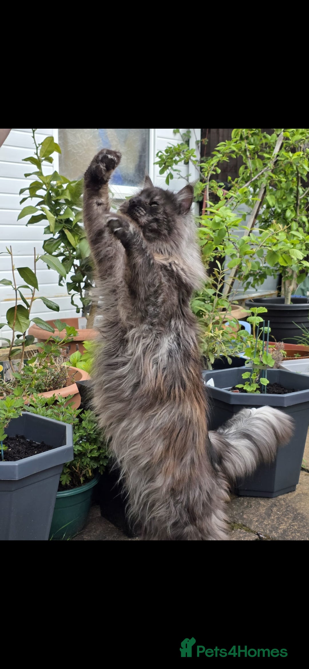Maine Coon cats for stud: 3 amaizing cats available for stud duties! - Image 4