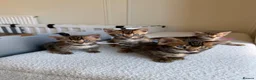 Bengal cats for sale: ✨ Pedigree Rosetted Bengal Kittens - Ready Soon✨ - Advert 7