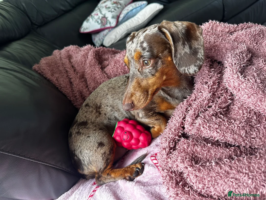 Miniature Dachshund dogs for stud: Looking for a stud  in Accrington - Advert 2