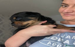 Rottweiler dogs for sale: Beautiful litter of 6 boys - Image 1