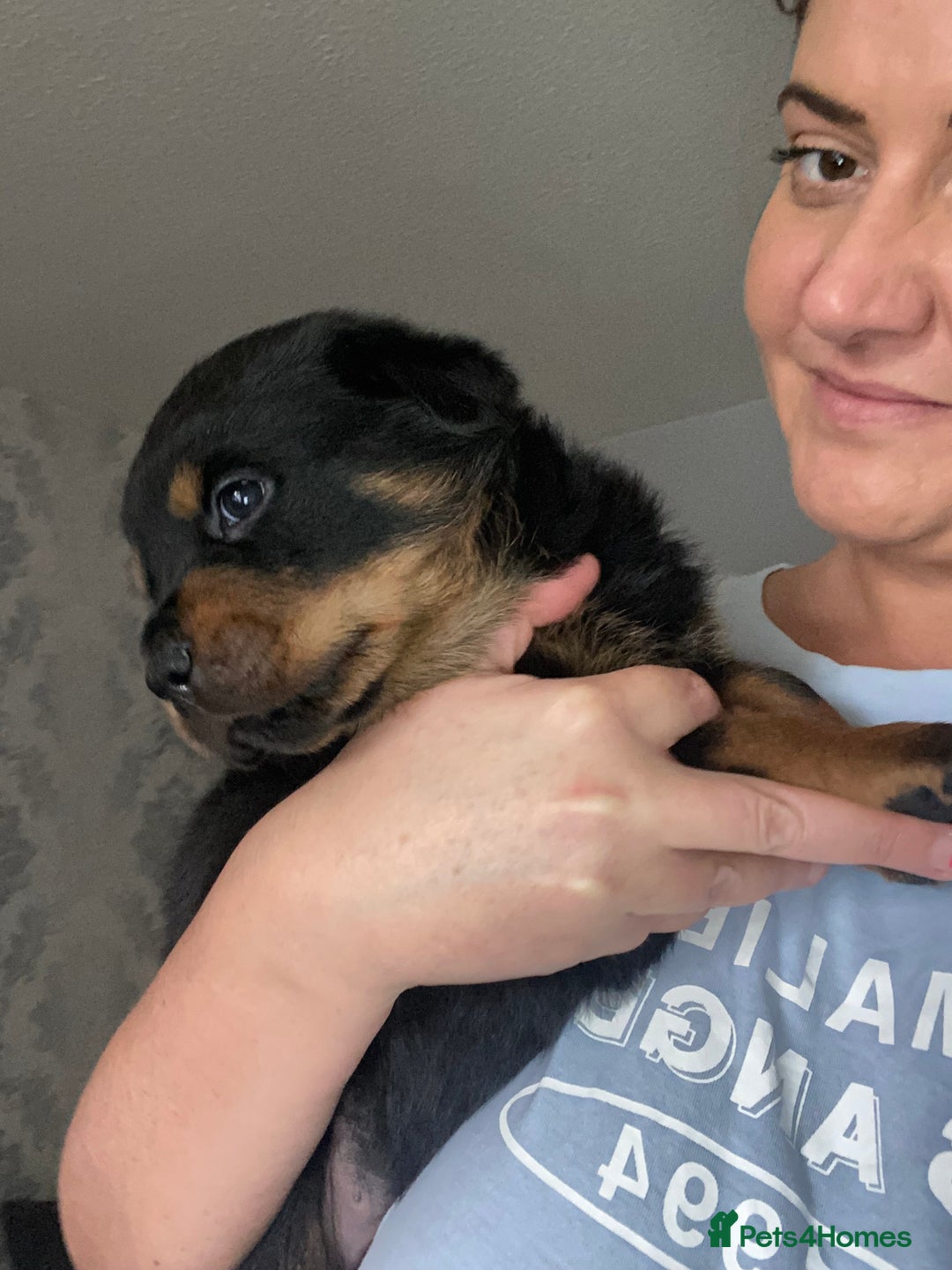 Rottweiler dogs for sale: Beautiful litter of 6 boys - Image 1