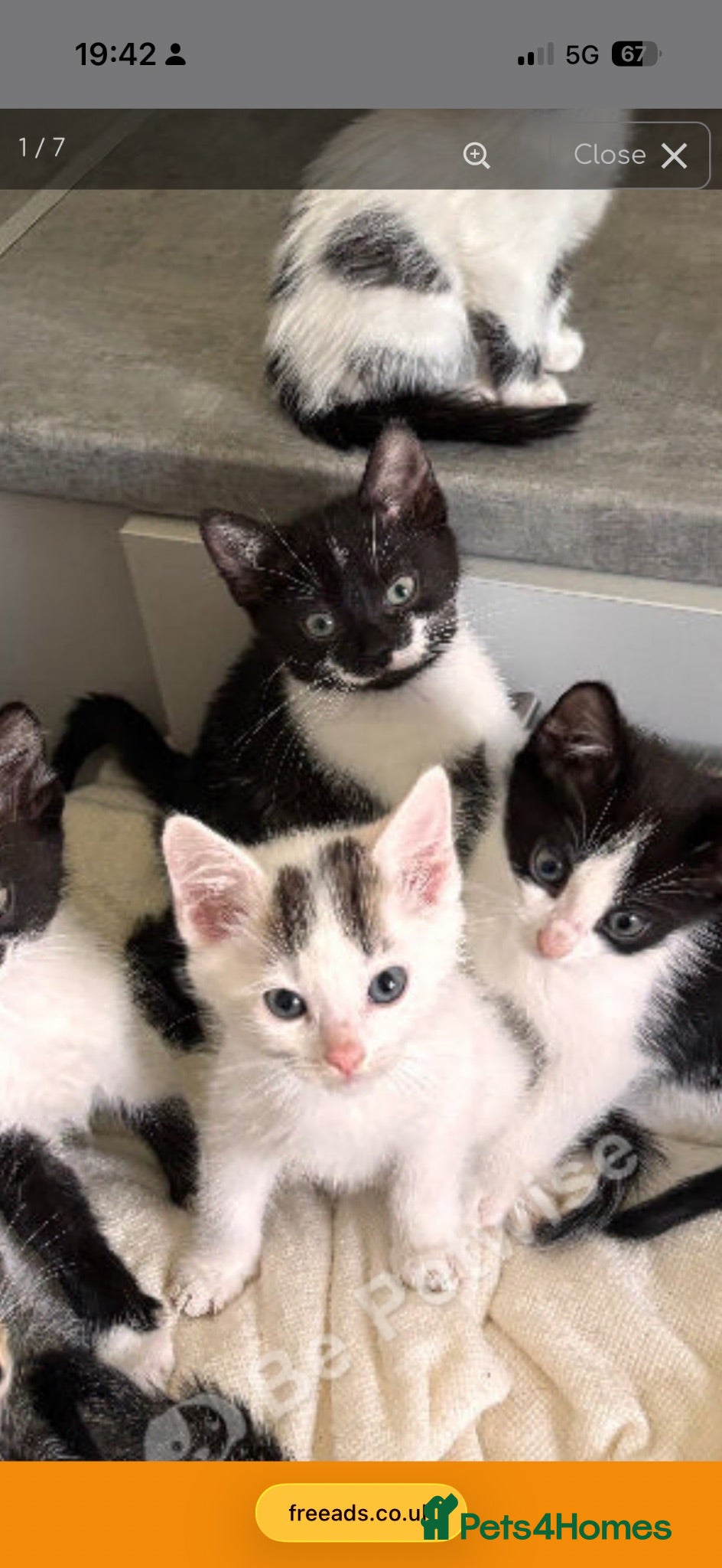 Mixed Breed cats Beautiful kittens looking for their forever homes - Advert 2