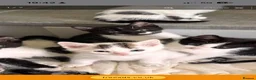 Mixed Breed cats for sale: Beautiful kittens looking for their forever homes - Advert 1
