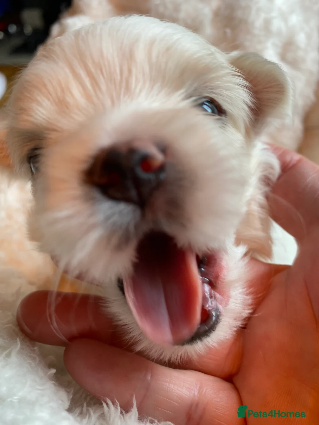 Maltese dogs for sale: Maltese puppies  - Advert 11