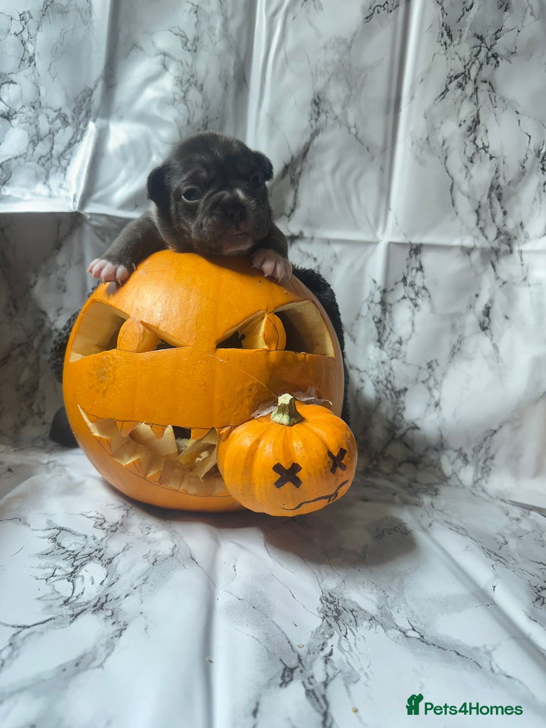 French Bulldog dogs for sale: Kc registered frenchbulldog puppies  - Advert 3