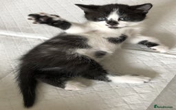 Mixed Breed cats for sale: 1 Cute kitten for sale  "" Price drop " - Image 3