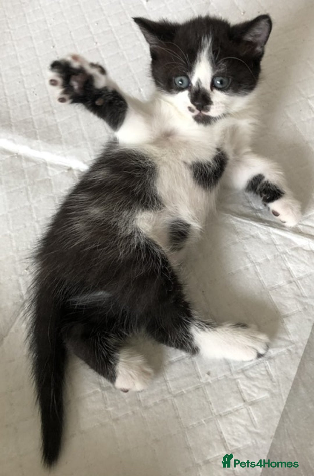 Mixed Breed cats for sale: 1 Cute kitten for sale  "" Price drop " - Image 3