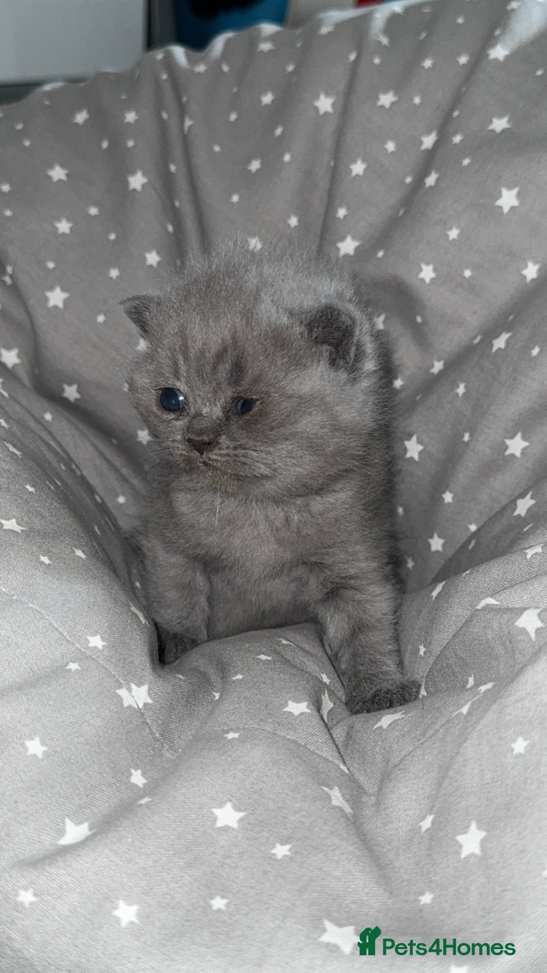British Shorthair cats for sale: BSH KITTENS  - Image 18
