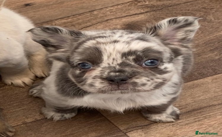 French Bulldog dogs - Advert 11