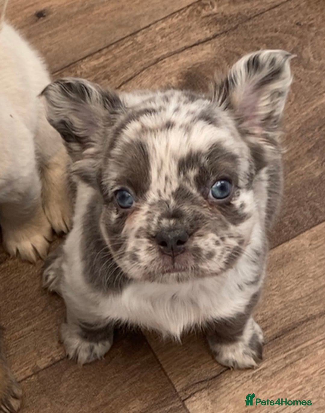 French Bulldog dogs for sale: French bulldog payment plans available  - Image 1
