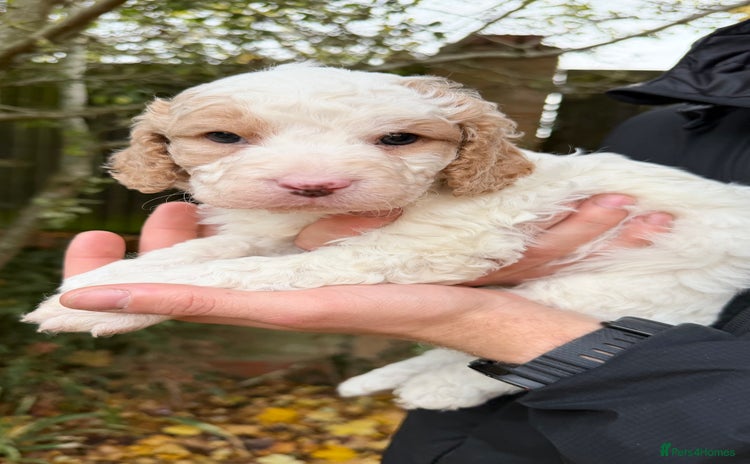 Cavapoo dogs - Advert 14