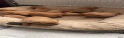 Labrador Retriever dogs for sale: Fox red labrador puppy's  in York - Advert 3