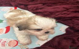 Shih Tzu dogs for sale: Shin zhu - Image 2