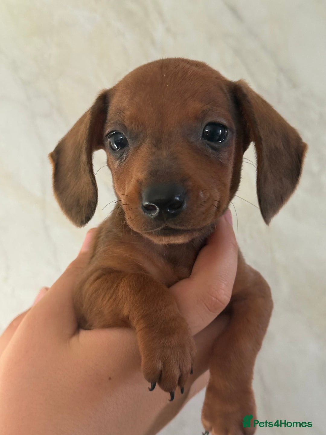 Miniature Dachshund dogs for sale: ⭐️Beautiful litter Of Rainbow Dachshund Puppies⭐️ - Image 26