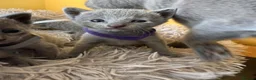 Russian Blue cats for sale: TICA REGISTERED Pure Breed Russian Blue Kittens - Advert 8