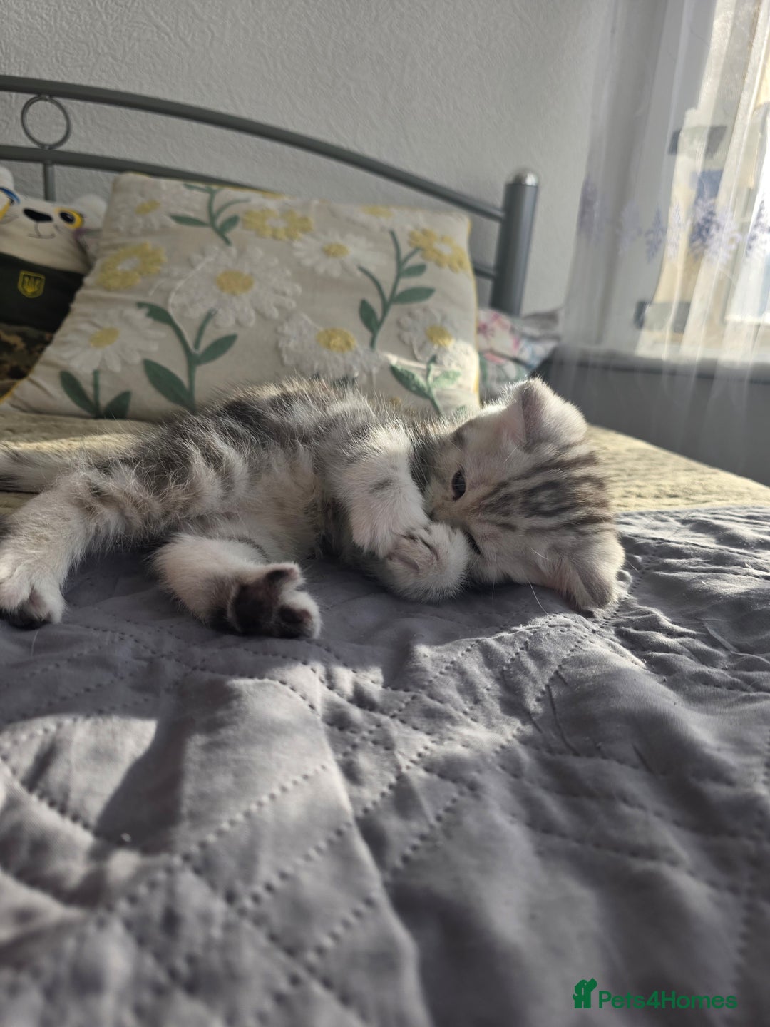 Scottish Fold cats for sale: Tabby Scottish Fold Kittens - Advert 15