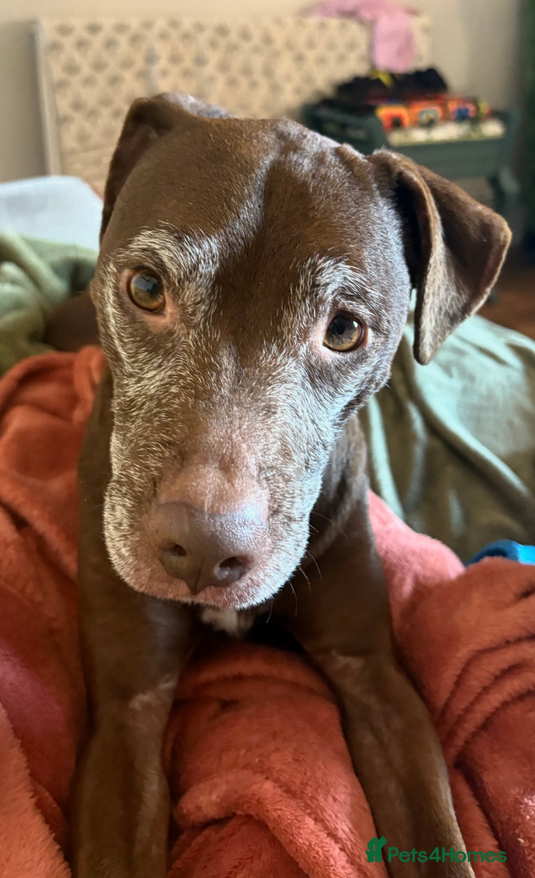 Patterdale Terrier dogs for sale: Female Patterdale Terrier Terri - Image 2