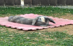 English Lop rabbits for sale: Brothers For Sale! - Image 4